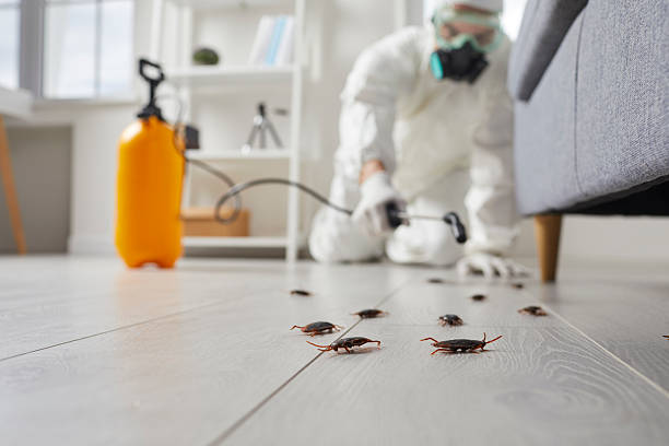Commercial Rodent Management in West Swanzey